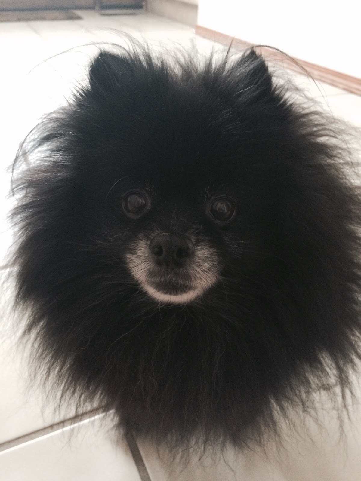 PawHealer® Picture Blog Dogs With Honking Cough