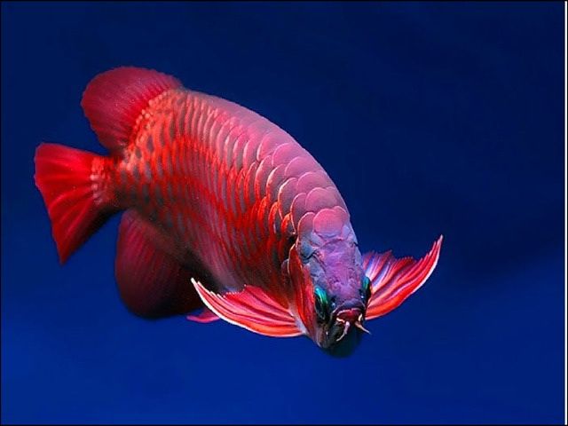 Gambar Ikan Arwana