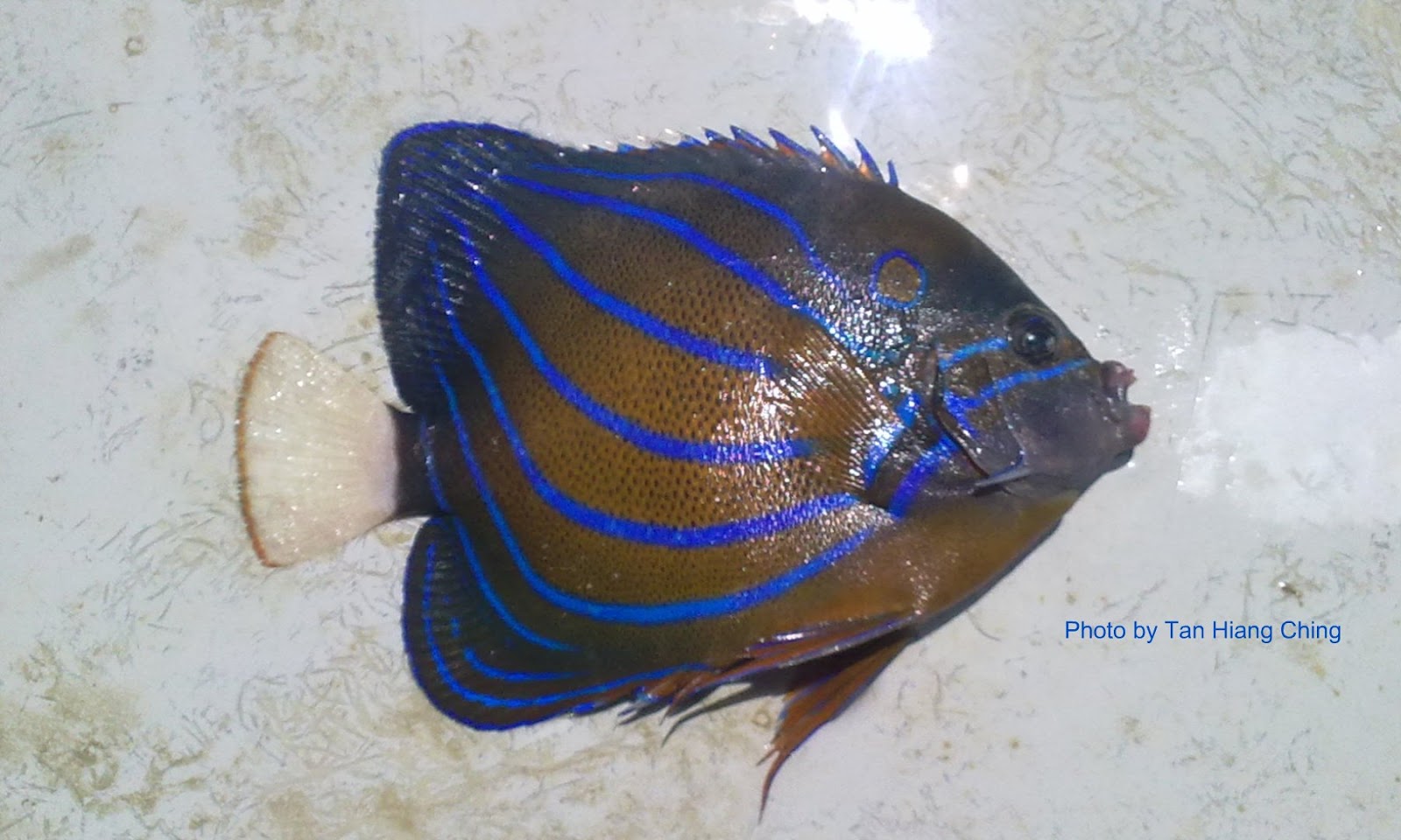 Blue Ring Angelfish (adult) - AQUA SENTINEL VENTURES SDN BHD