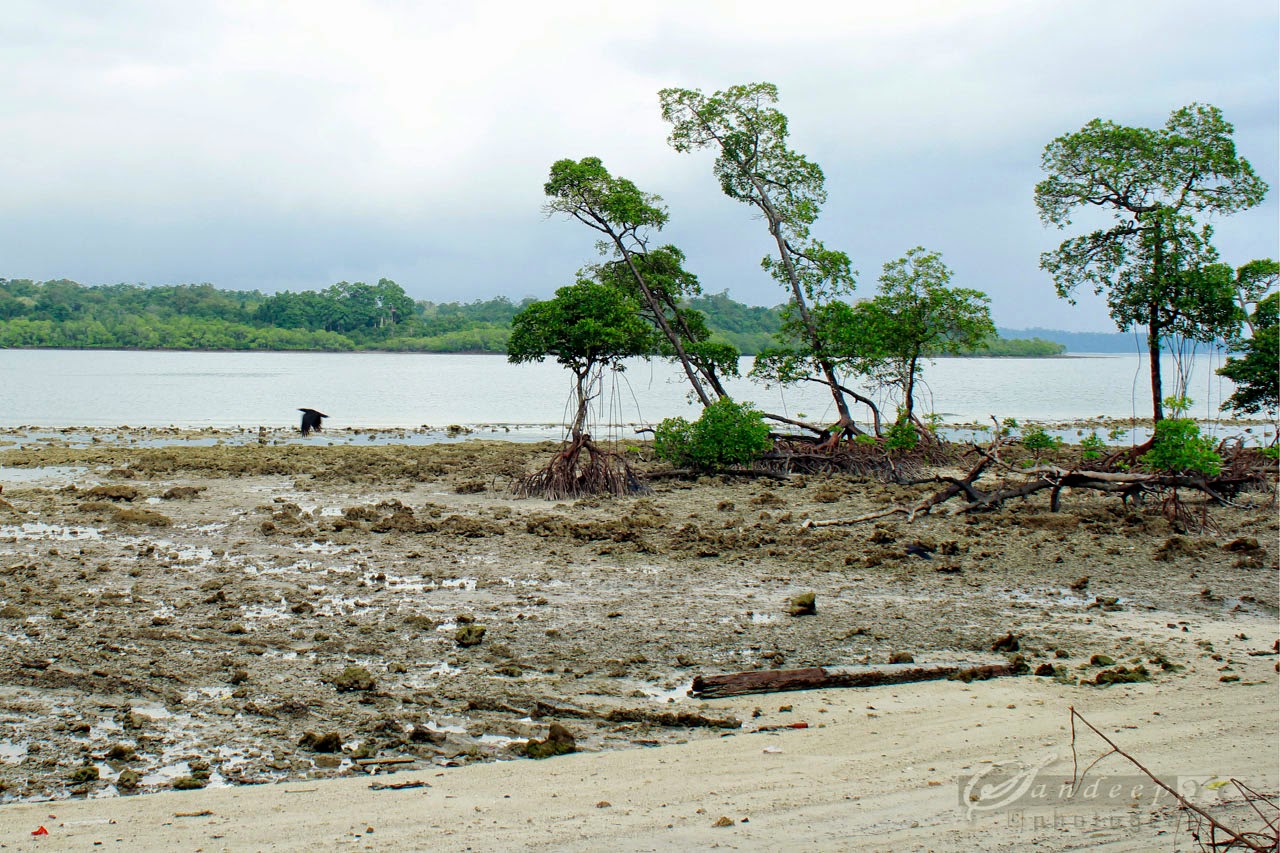 Low tide view of the mangroves at the Havelock Jetty