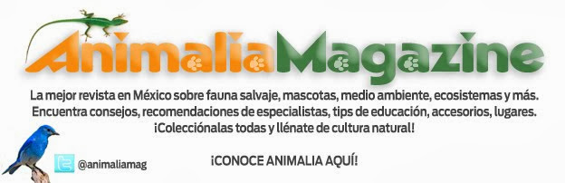 Animalia Magazine!