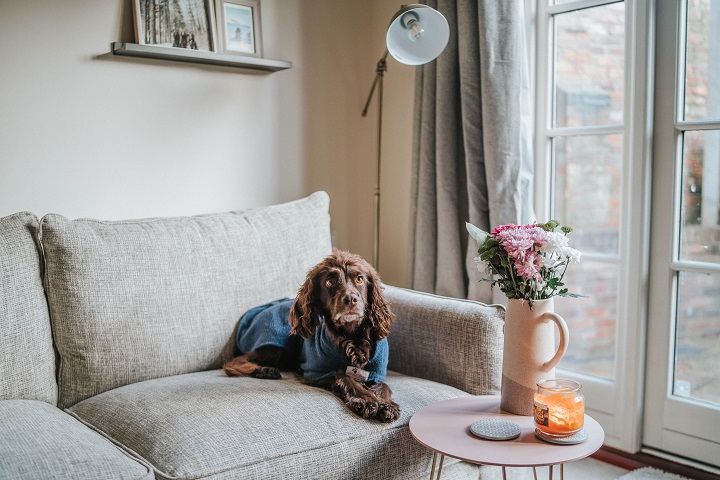 best dog friendly sofas