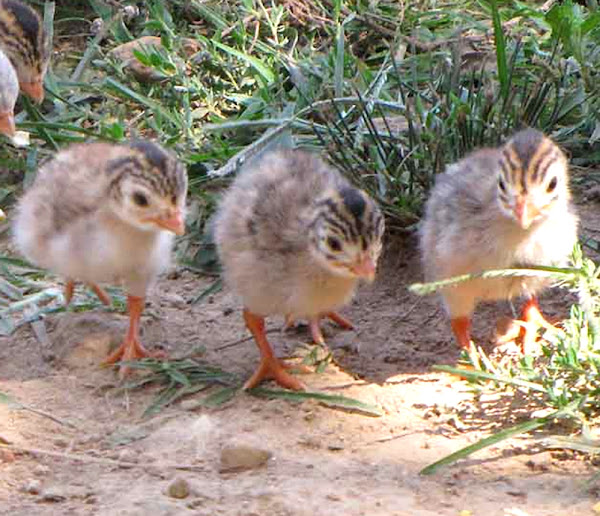 raising guinea fowl babies, guide for raising guinea fowl babies, tips for raising guinea fowl babies, raising guinea fowl keets, guide for raising guinea fowl keets, tips for raising guinea fowl keets