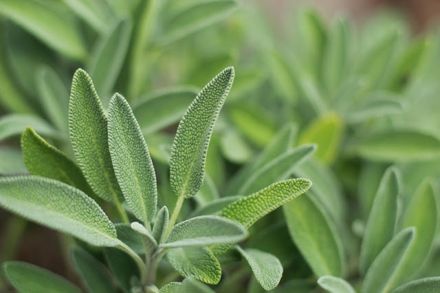 Syarat Tumbuh dan Manfaat Tanaman Sage - Lamia Herbs
