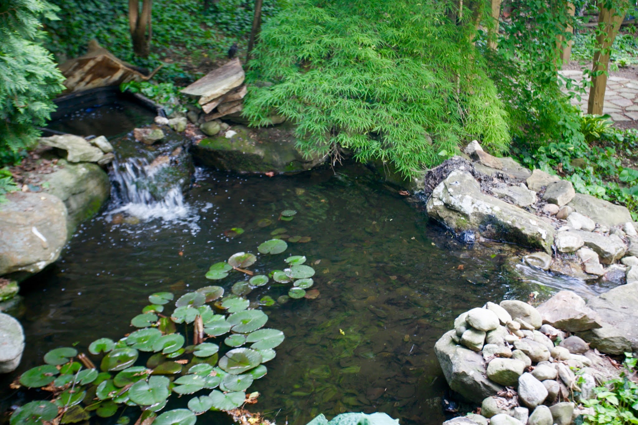 koi-pond/desert-oasis-pond.jpg