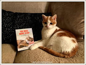 Feline Fiction on Fridays #108 at Amber's Library ©BionicBasil®  Amber's Copy You Need More Sleep