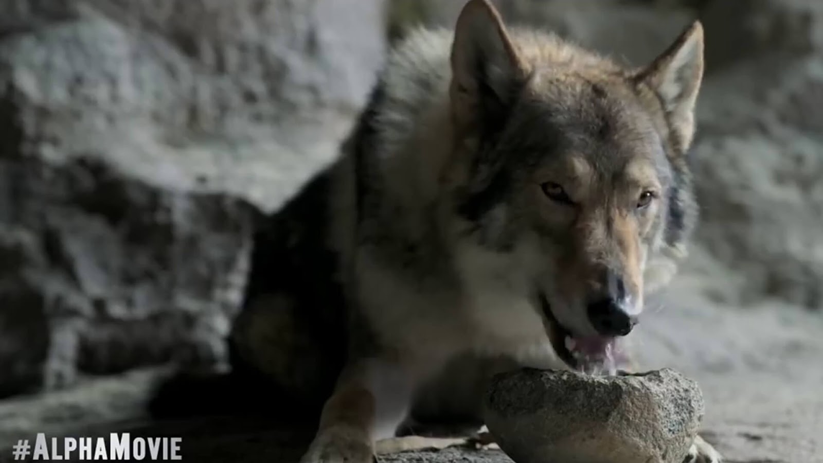 alpha movie