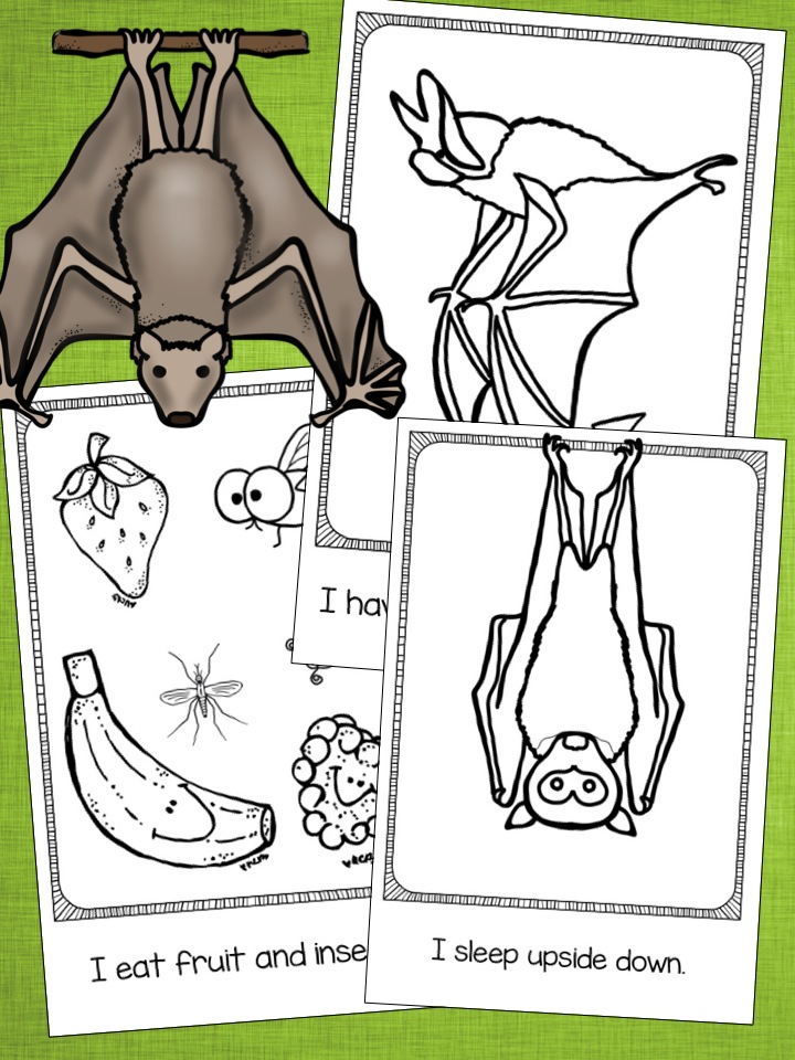 Bats Nocturnal Animals Differentiated Readers {Plus a FREEBIE!} The