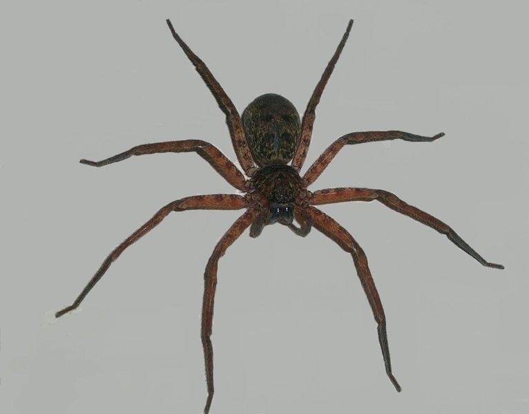 Stark Raving Mythopath Anansi the Spider