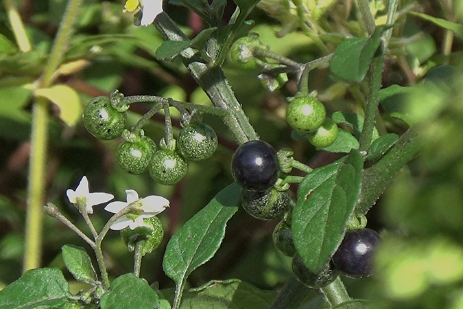 Dlium Black nightshade (Solanum nigrum)