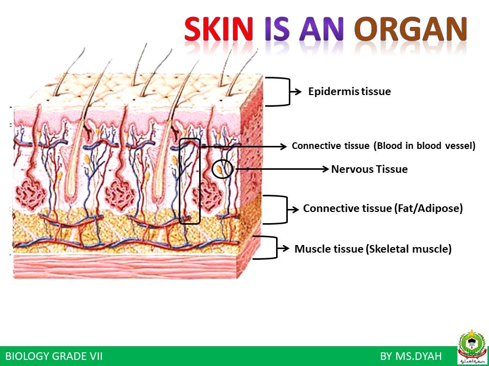 What is organ? Hari Ini