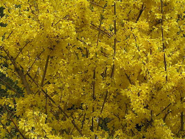 HOW DO YOU GROW FORSYTHIA? HOW DO YOU GROW FORSYTHIA?