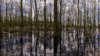 Naturfotografie Landschaftsfotografie Nikon Dümmer Ochsenmoor