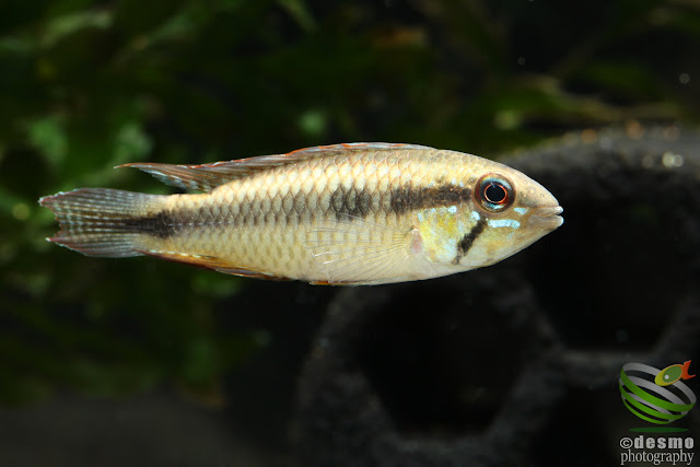 Apistogramma sp. segelflossen