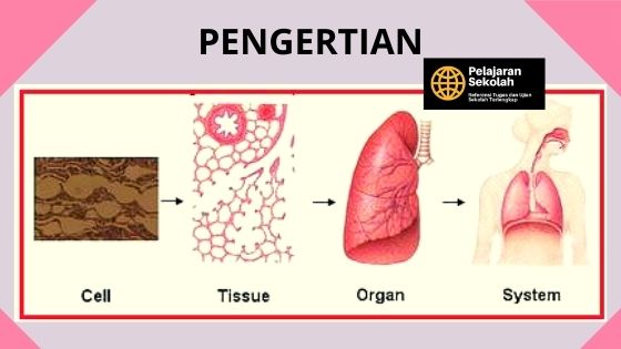 Gambar Organ