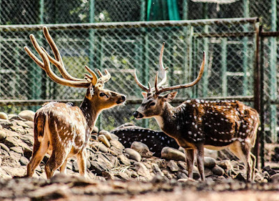 हिरण ,dear in Betla park , Betla tourism , Jharkhand tourism , Jharkhand blogs , jharkhandblogs.in