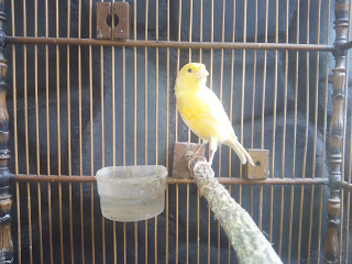 Burung Kenari Cantik Harga Murah 085799113765 2016