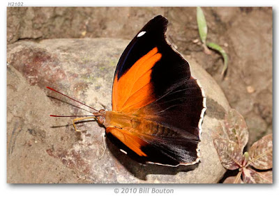 Mariposa orión (Historis odius)