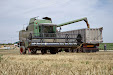 Fendt 6300 C Combine. Estero wheat