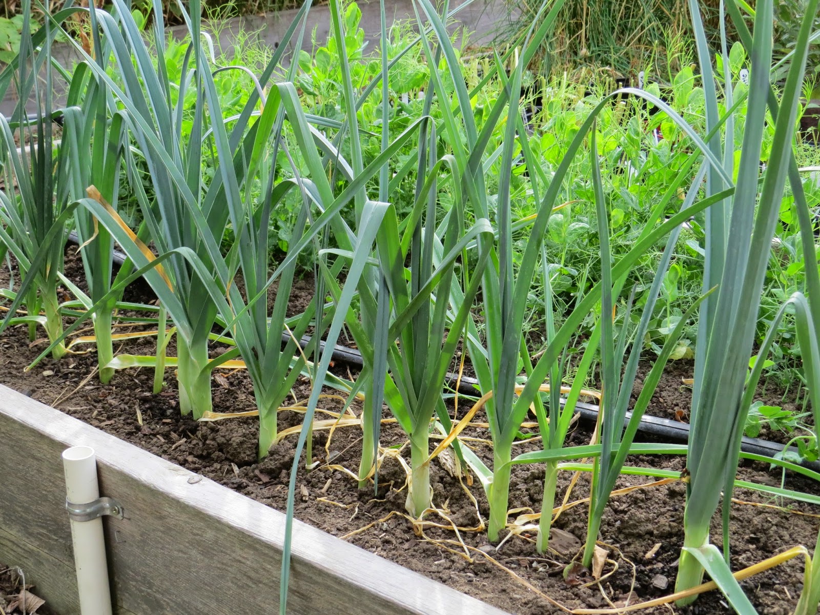 Root crops report Susan's in the Garden