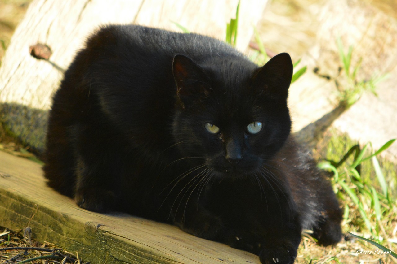 The Feral Life #Compassion Cats: Black Cat Day