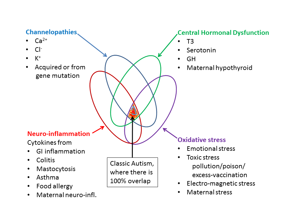Epiphany: Autism Pathology as a Venn Diagram