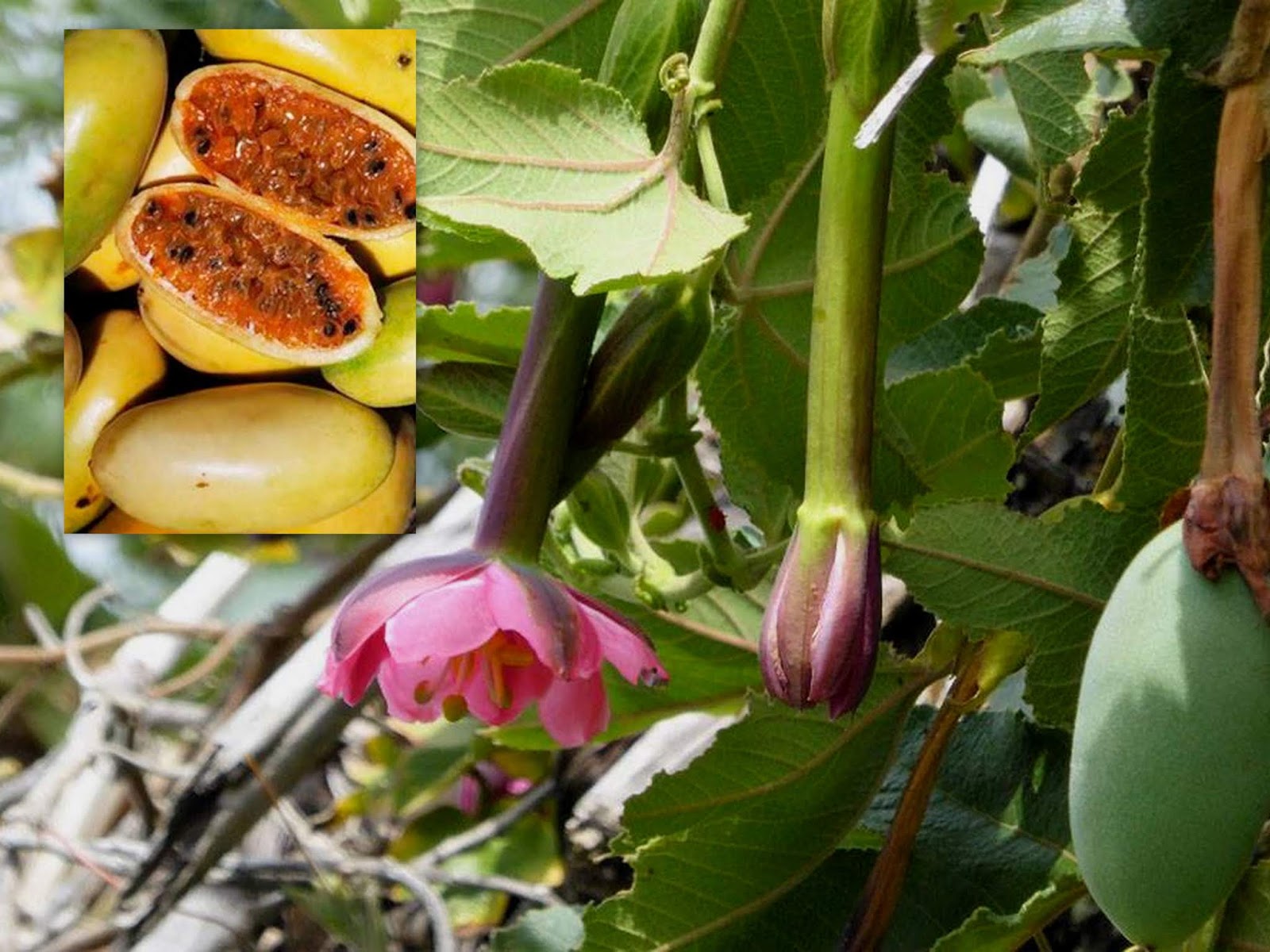 Plantas Nativas del Perú 🌻🌻 Planta de tumbo y su