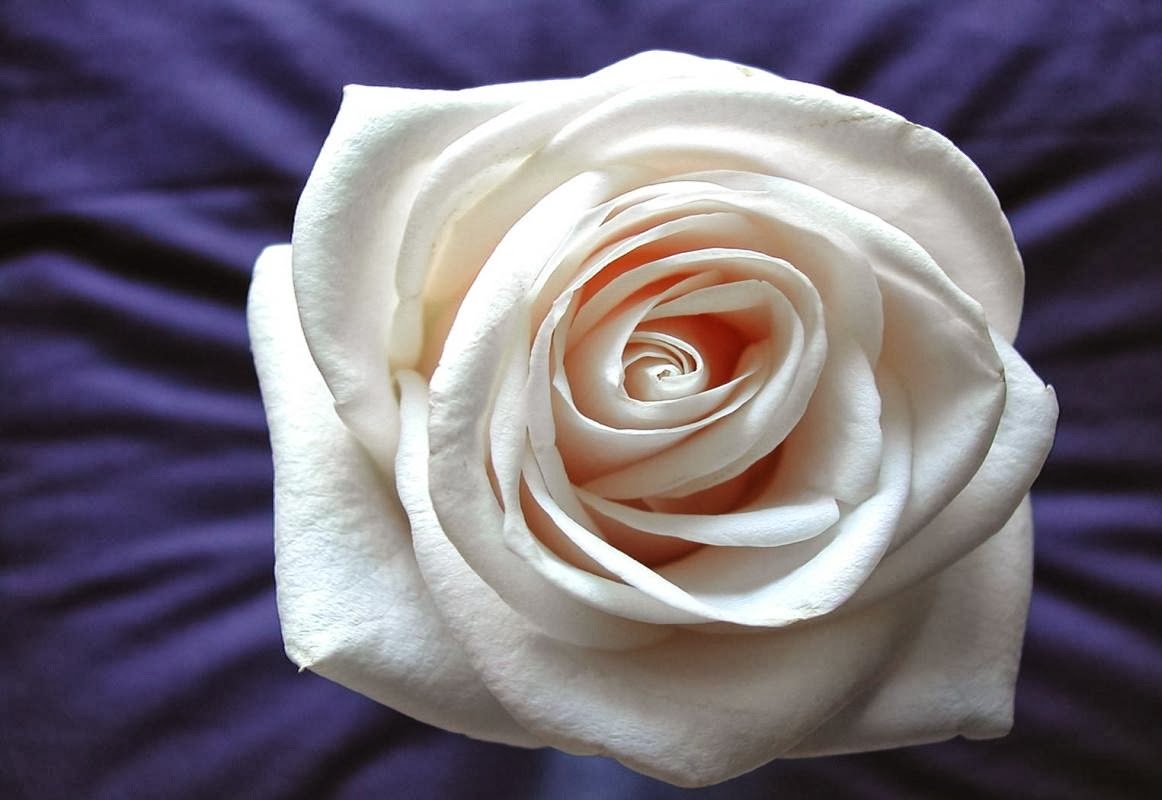 All 4u HD Wallpaper Free Download : Beautiful White Rose Wallpapers