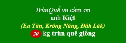 Trùn quế Krông Năng