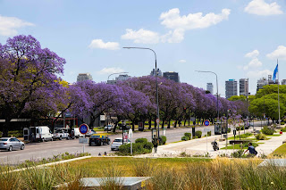 Jacarandás de Buenos Aires. Comenzó el proceso de floración.