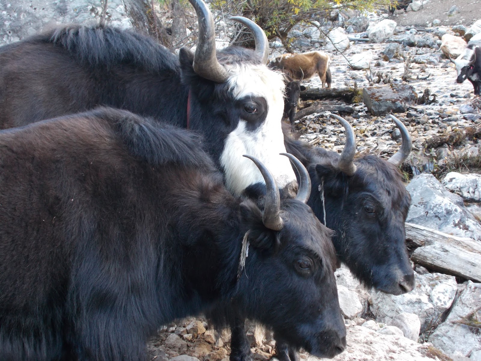 Вокруг Манаслу, долина Цум, Нар-Пу. Непал 2017.