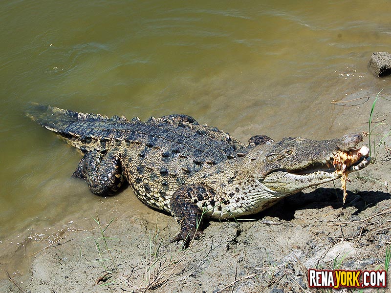 LAS MARAVILLAS DE COYUCA DE BENÍTEZ: el paraíso de los manglares