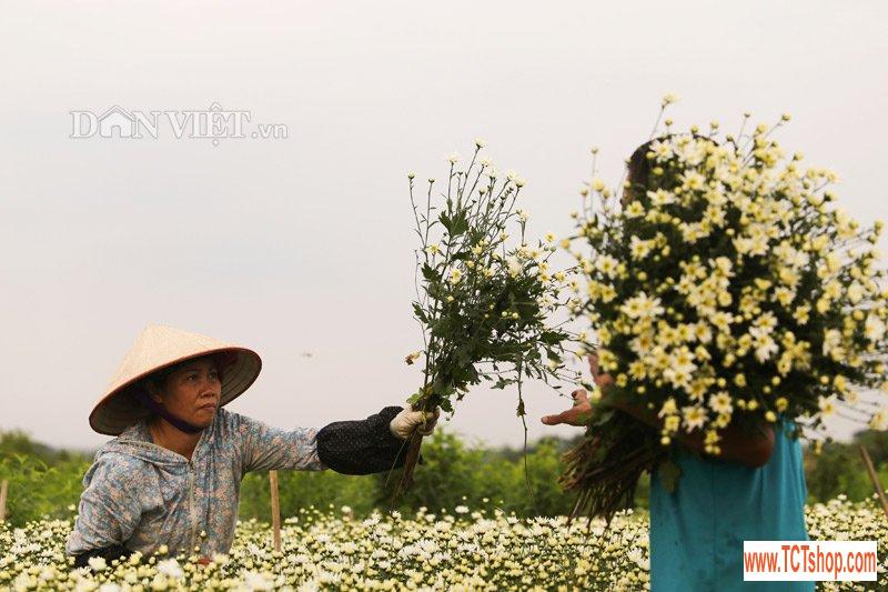 Trắng tinh khôi cúc họa mi trong chớm đông Hà Nội Trắng tinh khôi cúc họa mi trong chớm đông Hà Nội