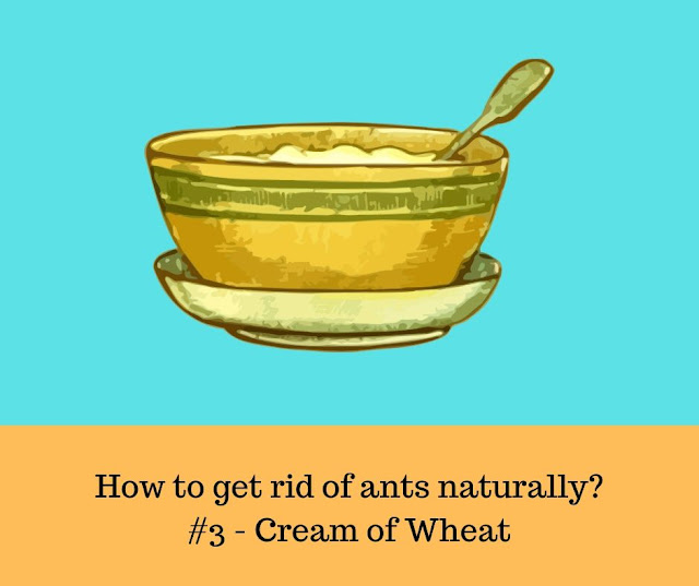 Effective way to get rid of ants naturally - Cream of Wheat Natural home remedies to kill ants naturally - Cream of Wheat