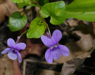Orman menekşesi (Viola reichenbachiana)