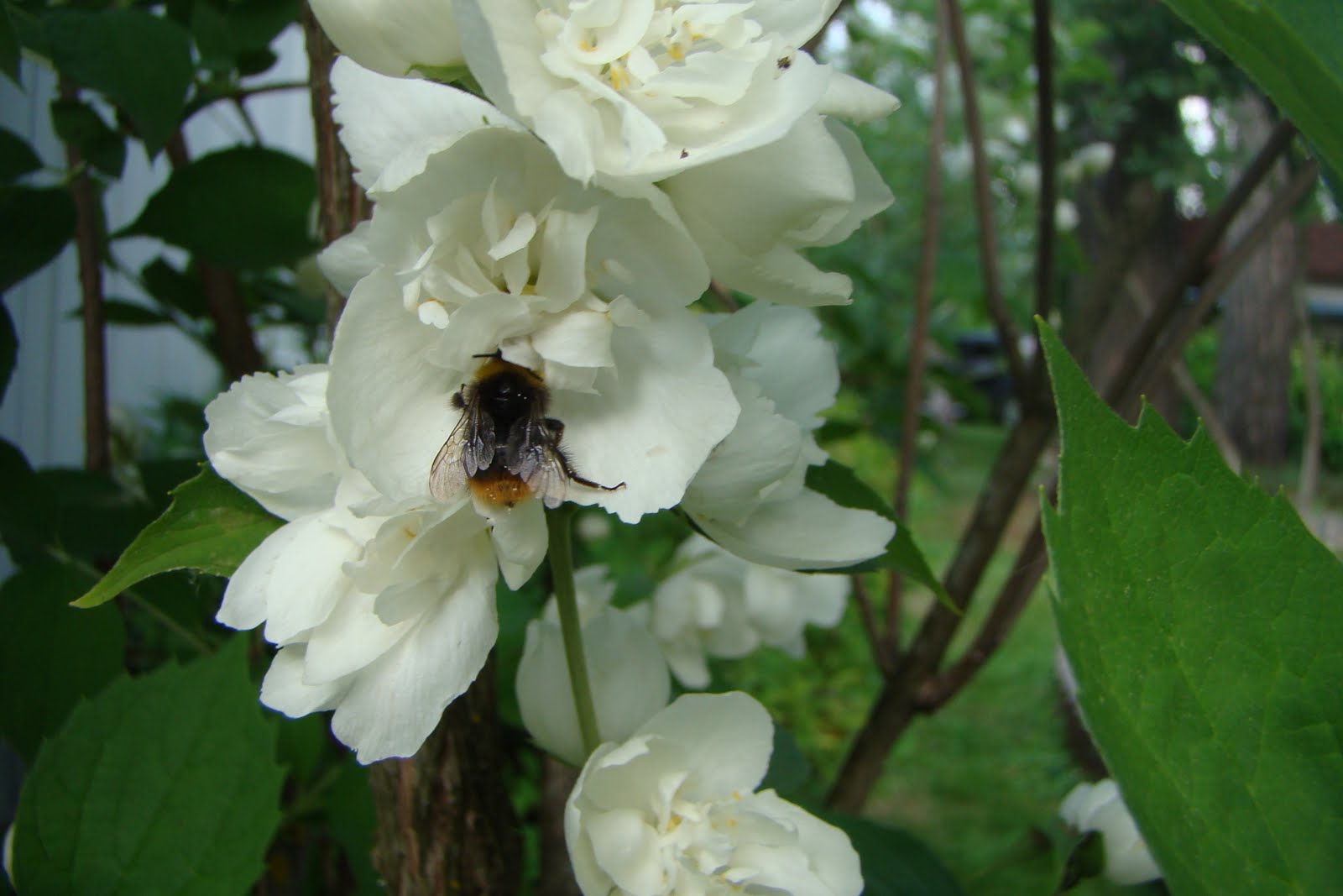 "Завидово": Чубушник (садовый жасмин)