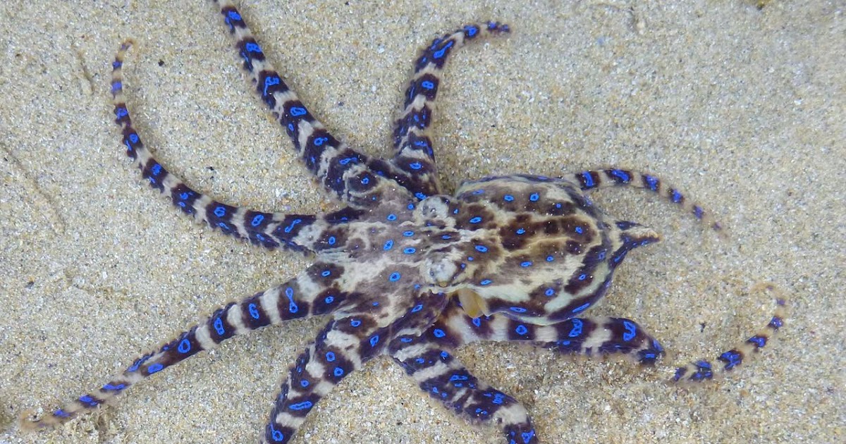 Is a blueringed octopus venomous?
