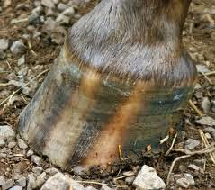 Hope and Horses: Horse Color Genetics: Leopard Complex, Part 1