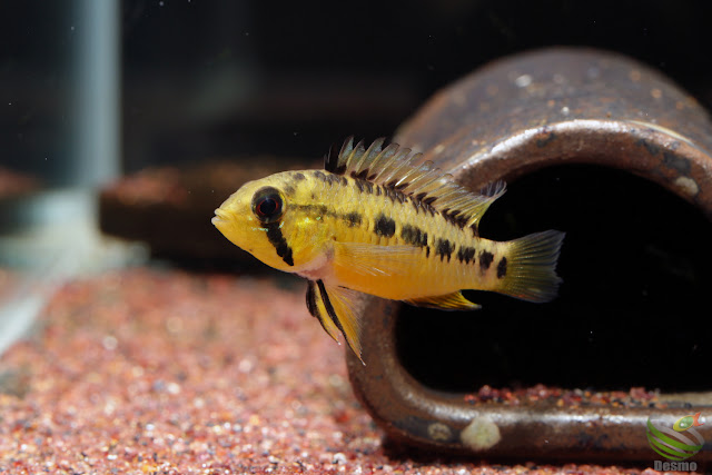 Apistogramma sp. manacacias