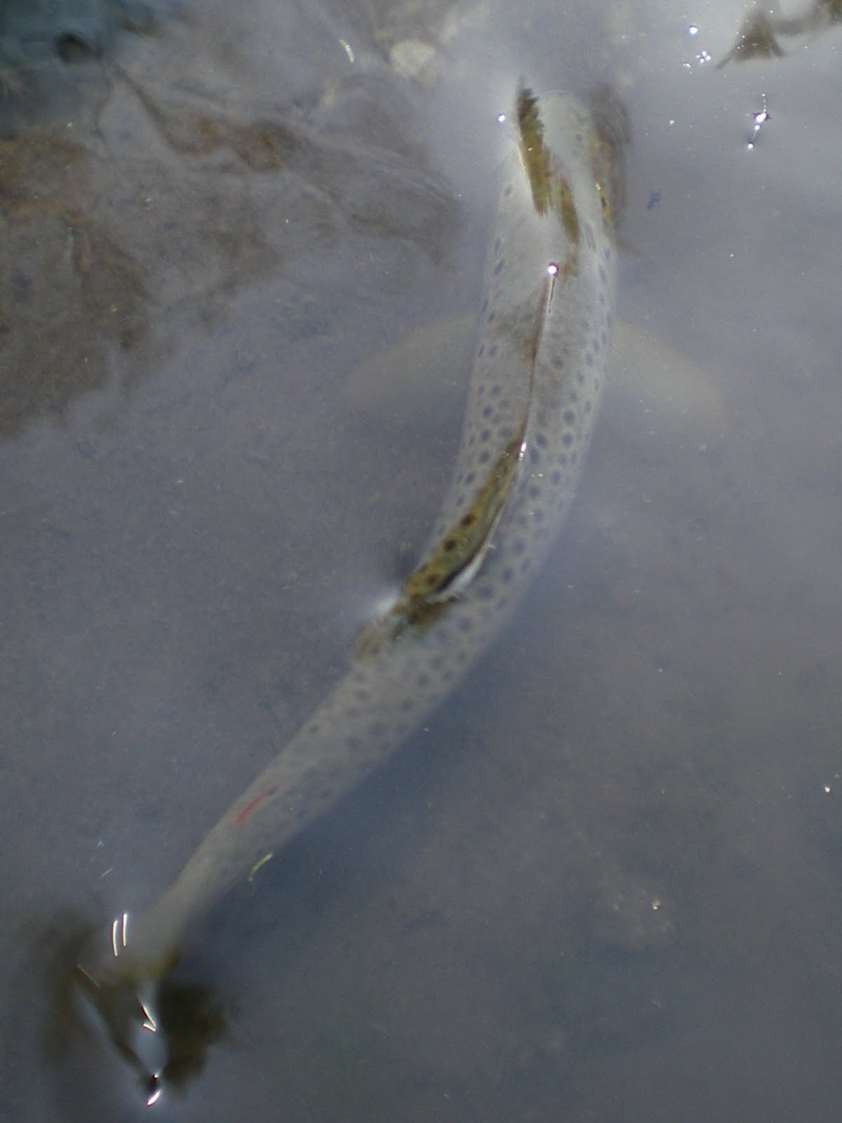 Brookies and Browns Nebraska Trout Streams