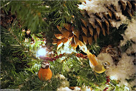 Aves en el Árbol de Navidad de la Biblioteca Pública de Nueva York