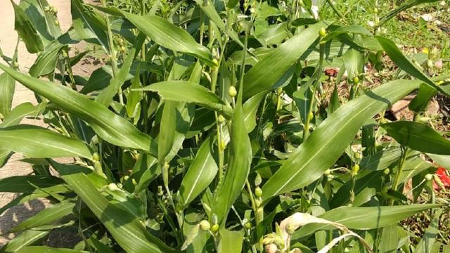 Belajar Bersama Ibu Guru Indriyani Plbj Kelas Iv Sd Bab I Jali Jali