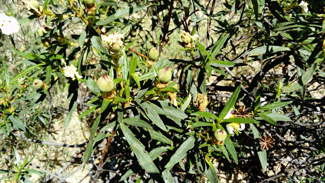 Jara pringosa (Cistus ladanifer L.).