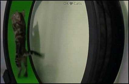 Funny Cat GIF • Epic FAIL! Cat trying to catch the Red dot on his exercise wheel [ok-cats-site.com]