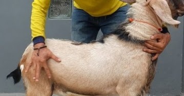 27 Arti Mimpi Menjual Kambing Images Sipeti 27 Arti Mimpi Menjual Kambing Images Sipeti