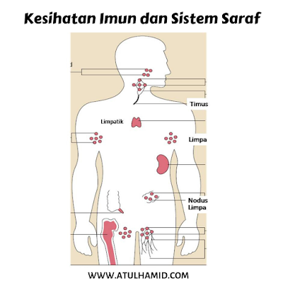 Fungsi Vitamin C Pada Tubuh Yang Perlu Diketahui