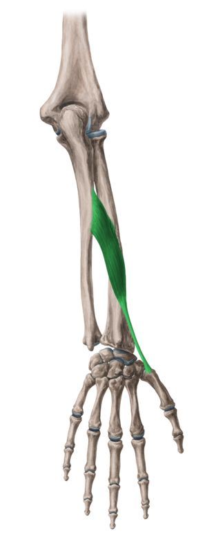 abductor pollicis longus muscles information