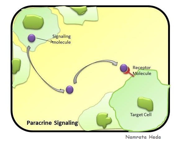 B for Biology: Cell-Cell Signaling