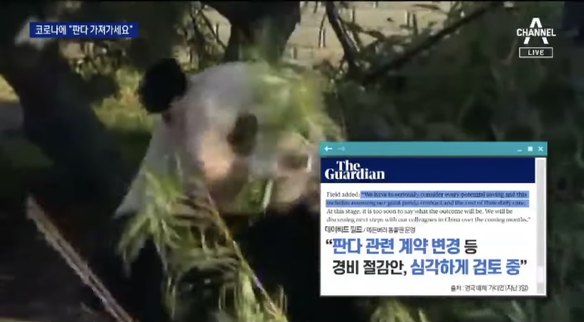 15억짜리 돈먹는 판다 - 꾸르