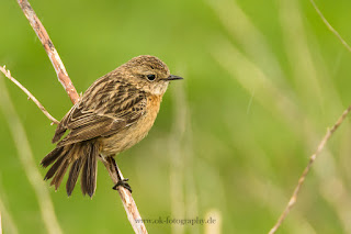 Naturfotografie Wildlifefotografie Lippeaue Schwarzkehlchen